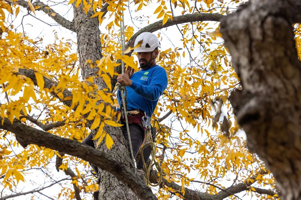 Skilled Tree Planing crew working in Capulin